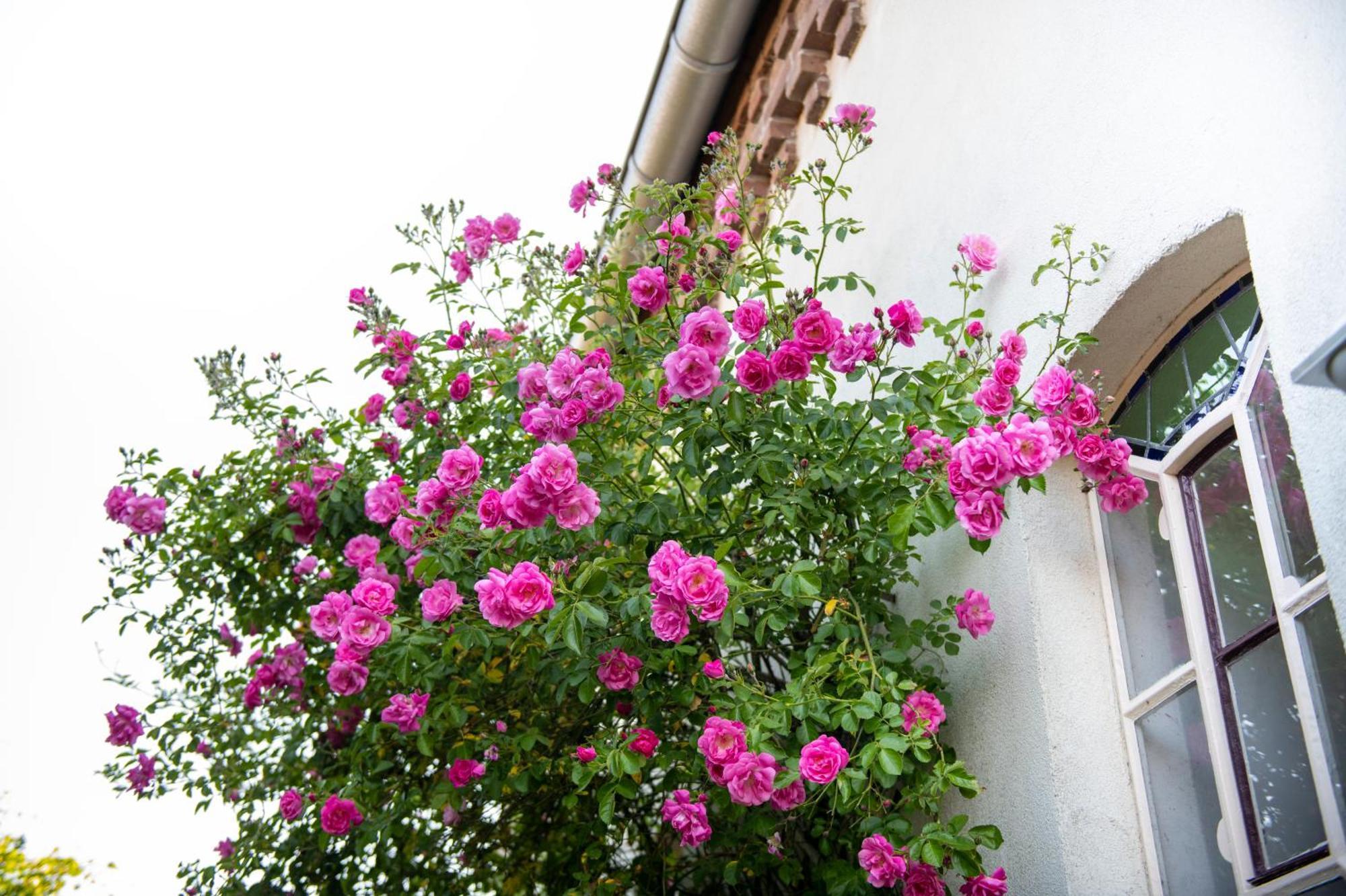 B&B Reveille Kleve  Exterior foto